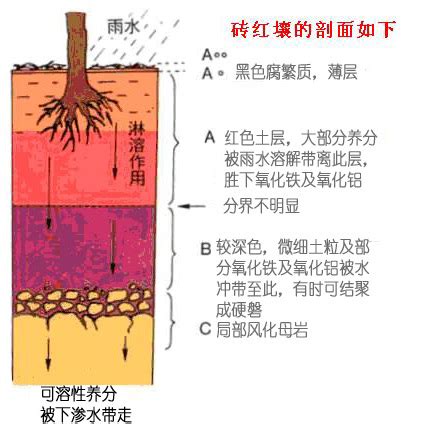 土壤顏色|土壤形態:主要特徵,土壤顏色,土壤結構,土壤質地,土壤濕度,新生體,。